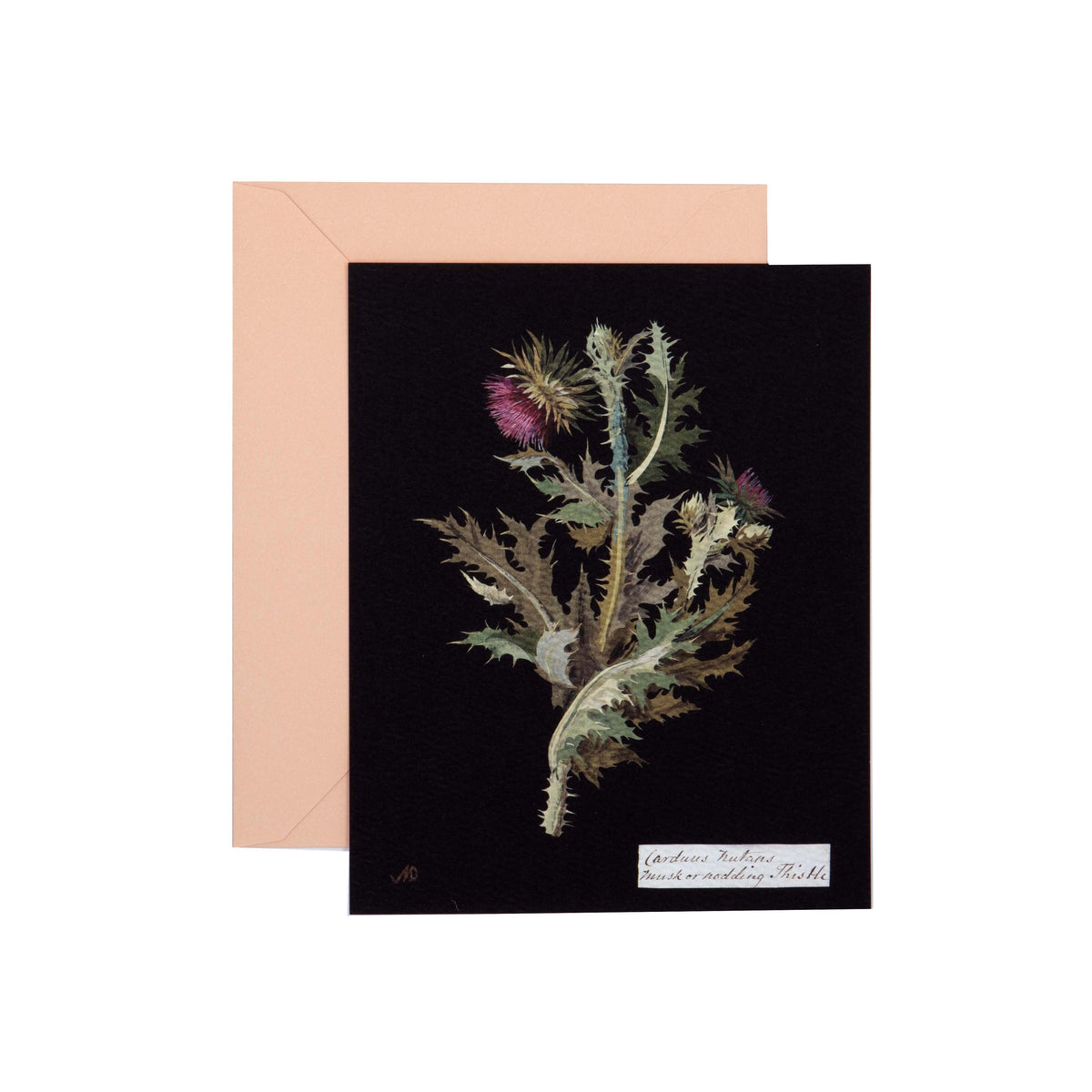 Paper Flowers Cards and Envelopes Princeton Architectural Press