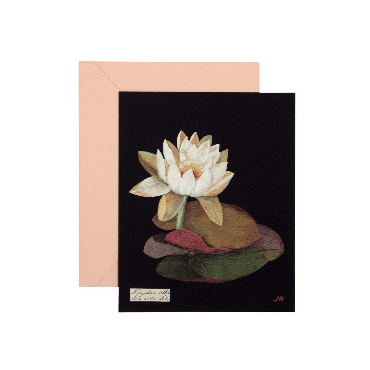 Paper Flowers Cards and Envelopes Princeton Architectural Press