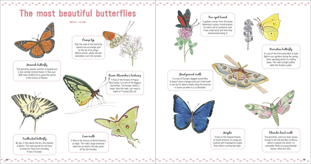 The Book of Tiny Creatures Nathalie Tordjman, Julien Norwood, and Emmanuelle Tchoukriel