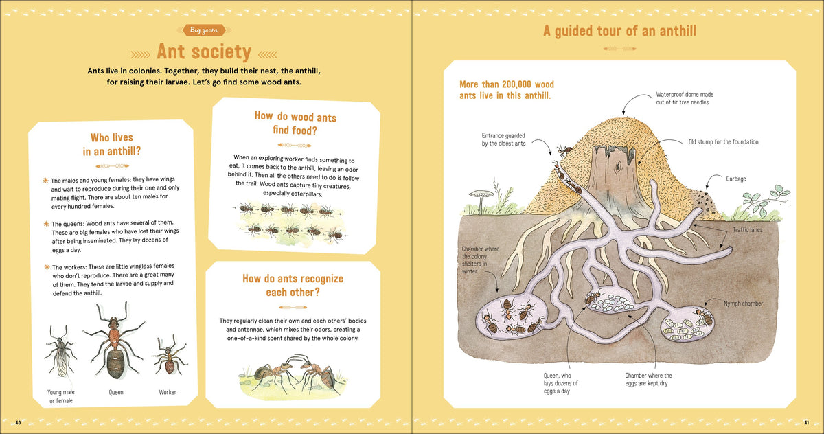 The Book of Tiny Creatures Nathalie Tordjman, Julien Norwood, and Emmanuelle Tchoukriel