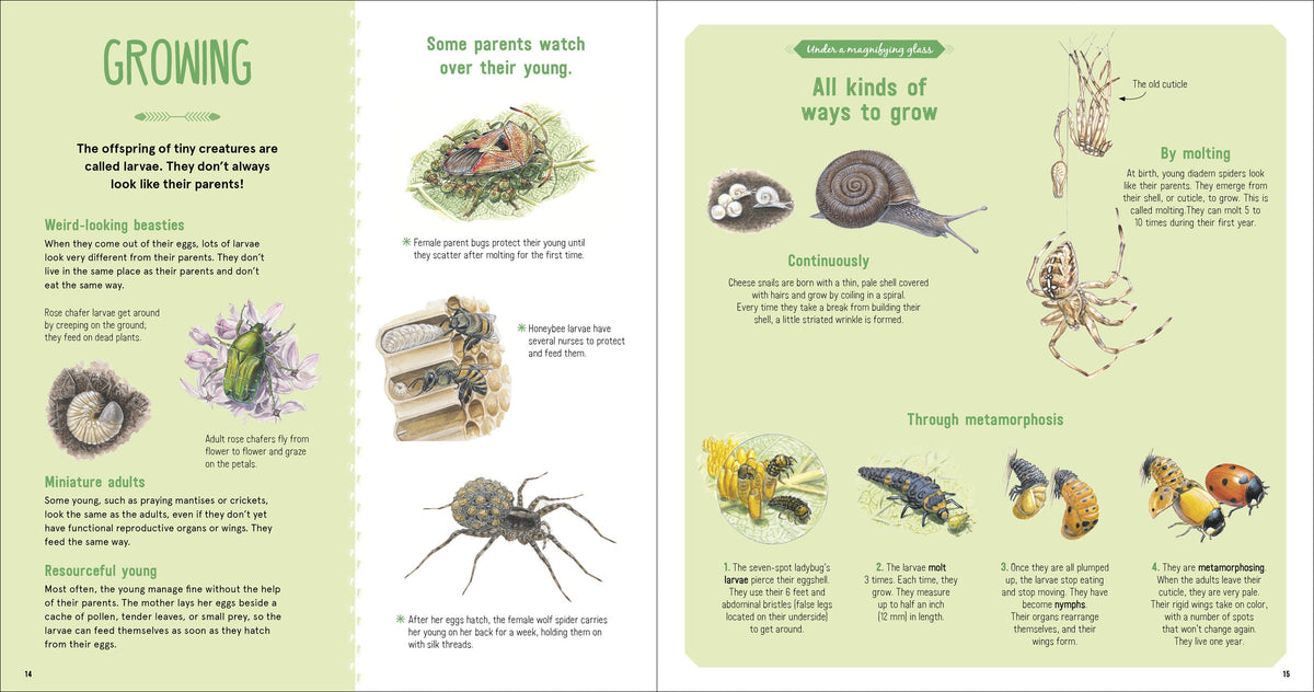 The Book of Tiny Creatures Nathalie Tordjman, Julien Norwood, and Emmanuelle Tchoukriel