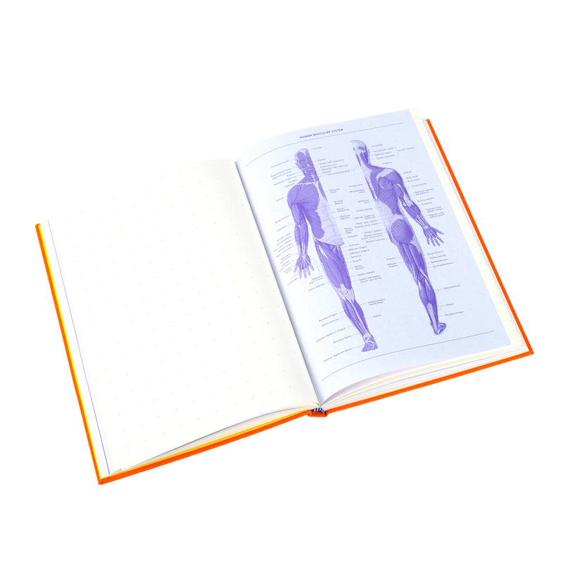 Grids & Guides Orange Princeton Architectural Press