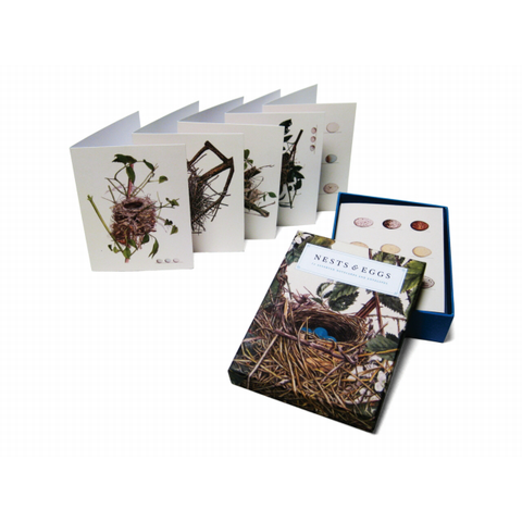 Nests and Eggs Notecards Joy Kiser