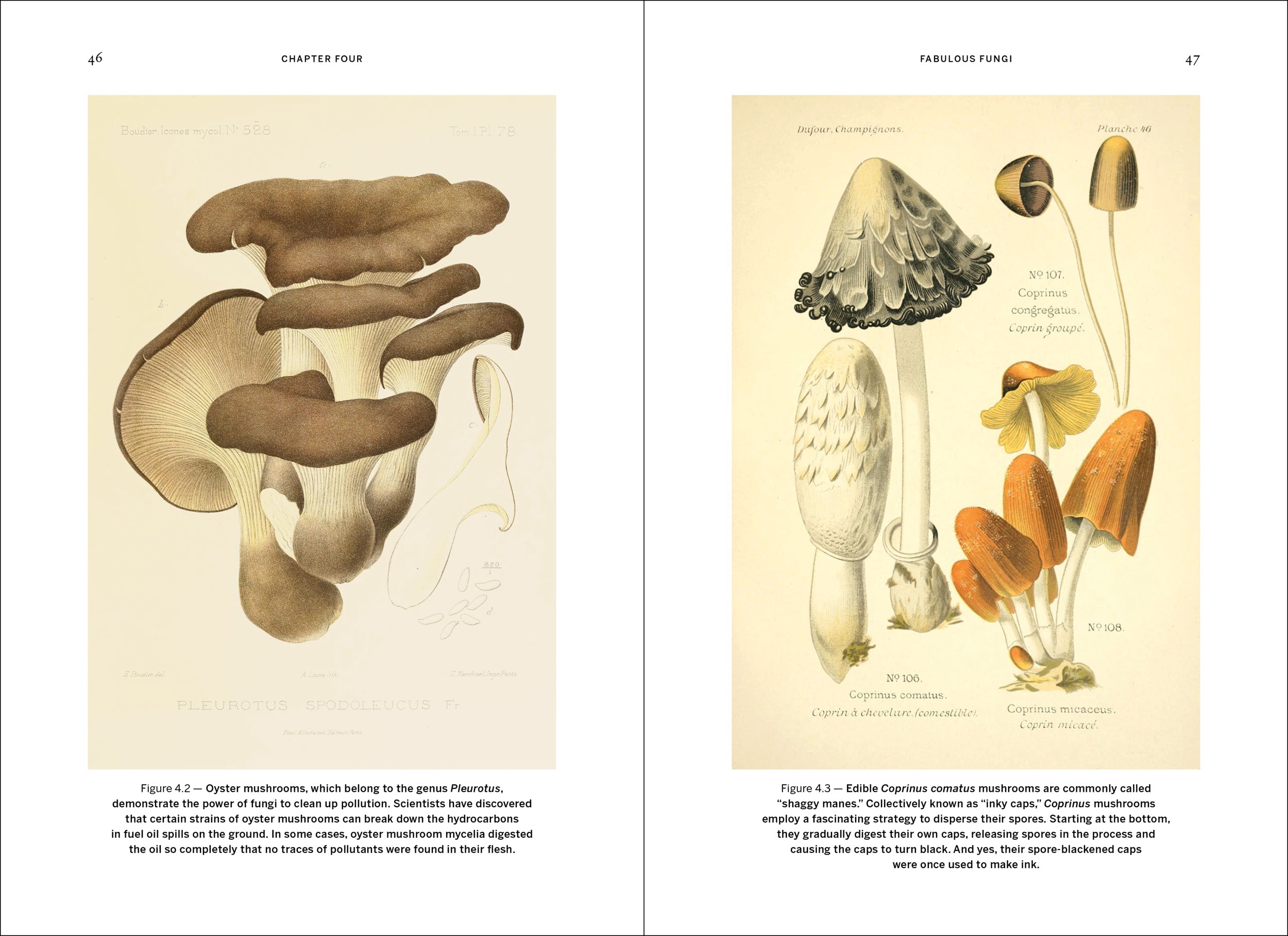 Wild Design – PA Press